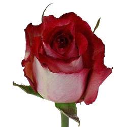 Pink Roses